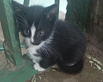 Кошки в Подольске: Котёнок с улицы Лизюкова Мальчик, Бесплатно - фото 2