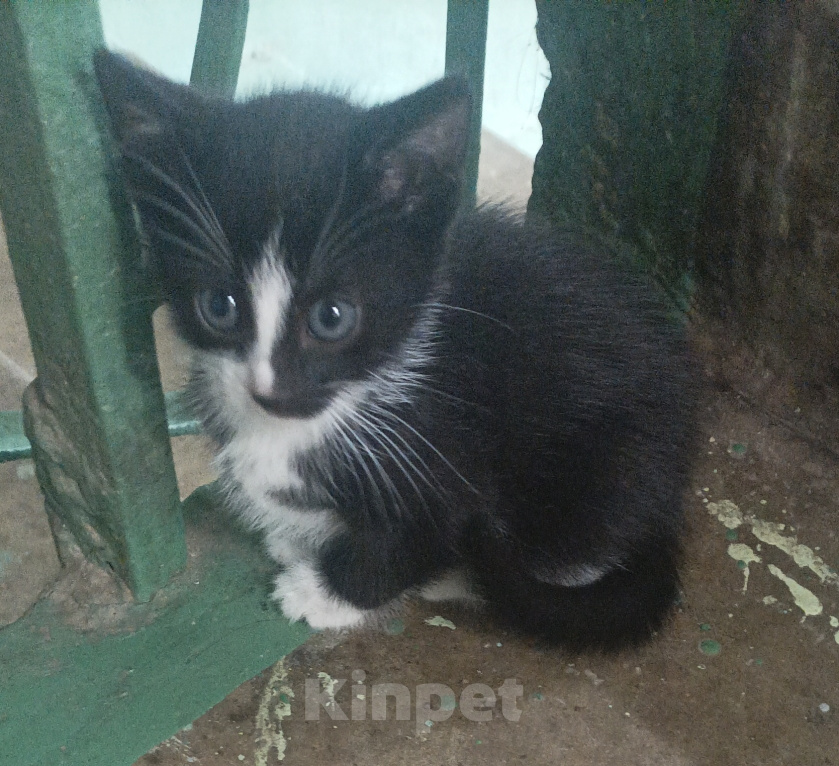 Кошки в Подольске: Котёнок с улицы Лизюкова Мальчик, Бесплатно - фото 2