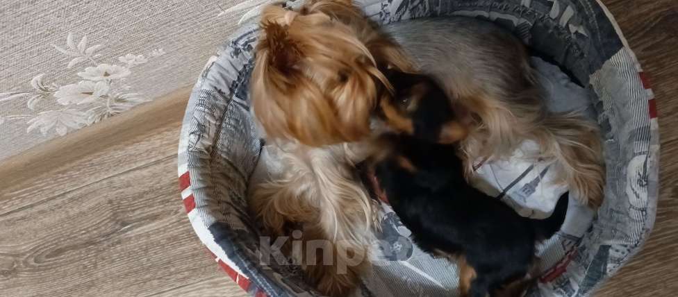 Собаки в Тюмени: Продам щенка  Девочка, 28 000 руб. - фото 4