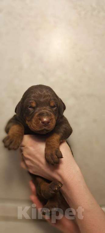 Собаки в других городах Краснодарского края: Щенки добермана РКФ Мальчик, 90 000 руб. - фото 7