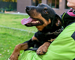 Собаки в Москве: Кекс Мальчик, Бесплатно - фото 2