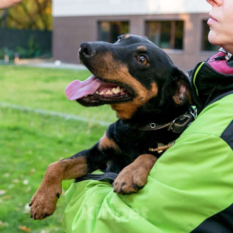 Собаки в Москве: Кекс Мальчик, Бесплатно - фото 2