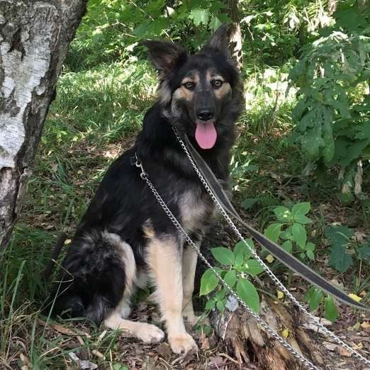 Собаки в Москве: Найджел Мальчик, Бесплатно - фото 3