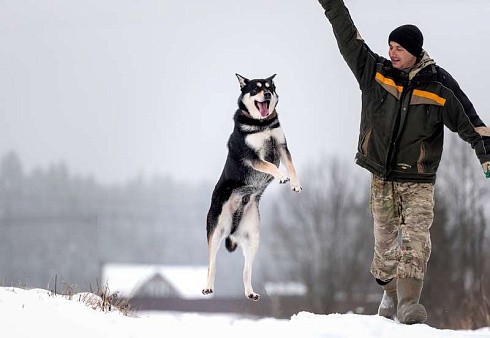 Объявление: Летающий и улыбающийся пёс Макс в добрые руки, Бесплатно, Москва