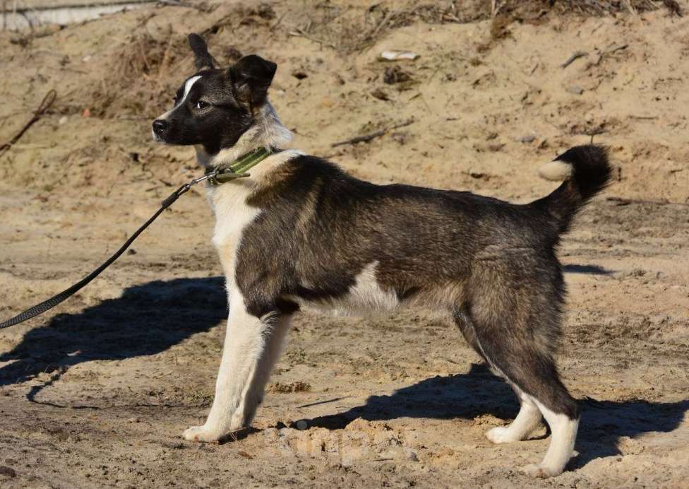 Собаки в Воронеже: Маленькая собачка в хорошие руки  Девочка, Бесплатно - фото 2
