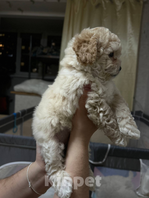 Собаки в Мытищах: Симба Мальчик, 70 000 руб. - фото 3