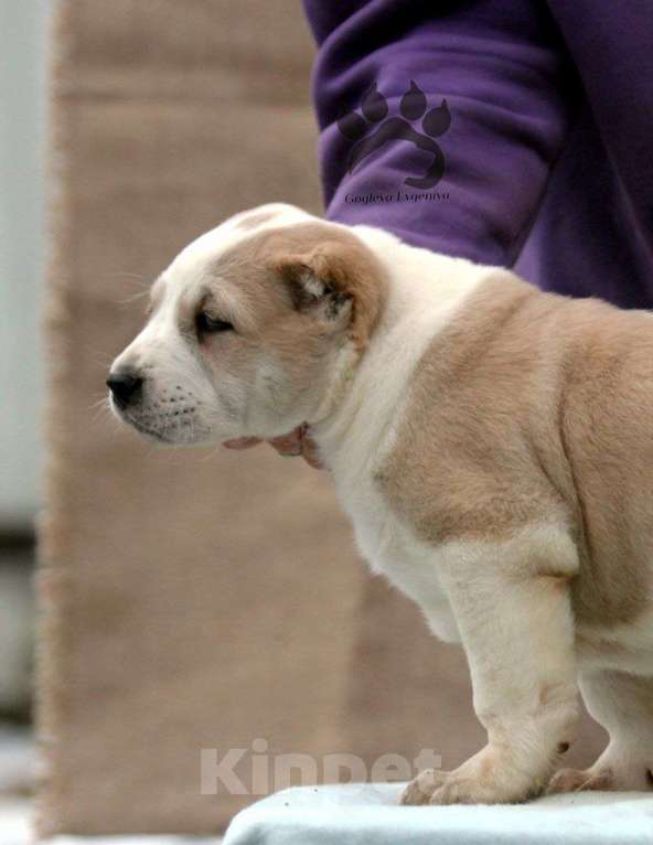 Собаки в Липецке: Щенки САО Мальчик, 60 000 руб. - фото 4