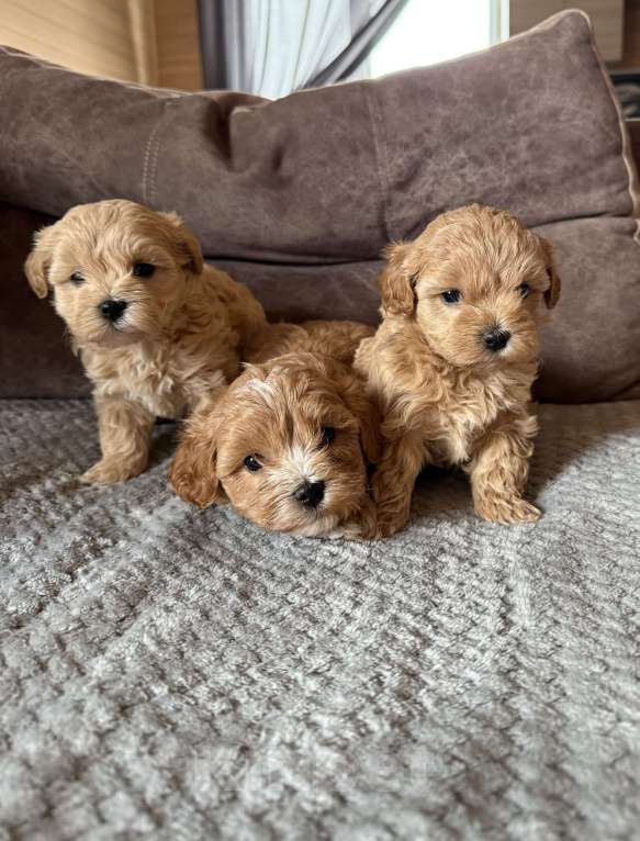 Собаки в Новосибирске: Щенки мальтипу f1 Мальчик, 100 000 руб. - фото 4