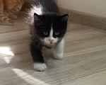 Кошки в Краснодаре: Черно-белый котик Мальчик, Бесплатно - фото 7