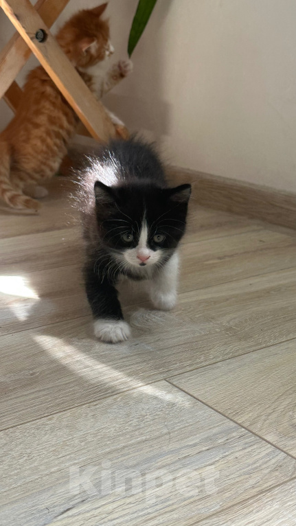 Кошки в Краснодаре: Черно-белый котик Мальчик, Бесплатно - фото 7