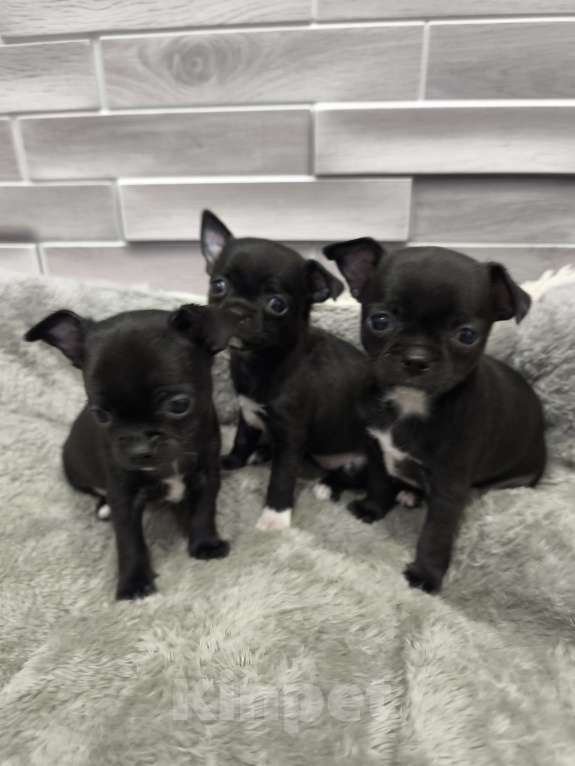 Собаки в Воронеже: Мальчишки и девчонки Мальчик, 20 000 руб. - фото 3