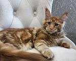 Кошки в Сергиеве Посаде: Мейн-кун котята Девочка, 35 000 руб. - фото 3