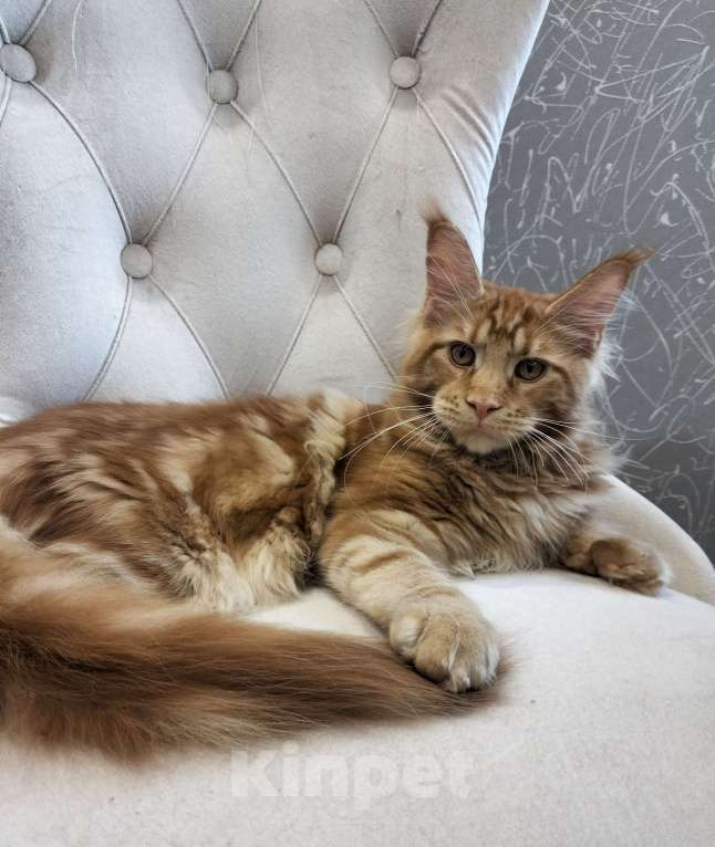 Кошки в Сергиеве Посаде: Мейн-кун котята Девочка, 35 000 руб. - фото 3