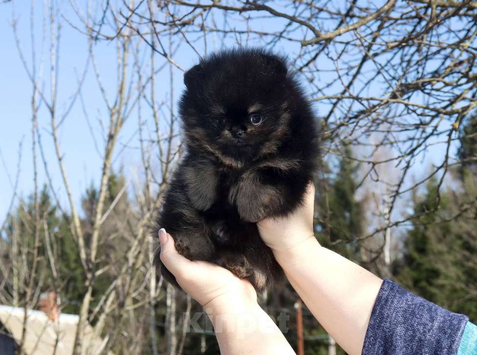 Собаки в Москве: Крошка шпиц. Бэби-Фэйс 👍 Мальчик, 75 000 руб. - фото 6