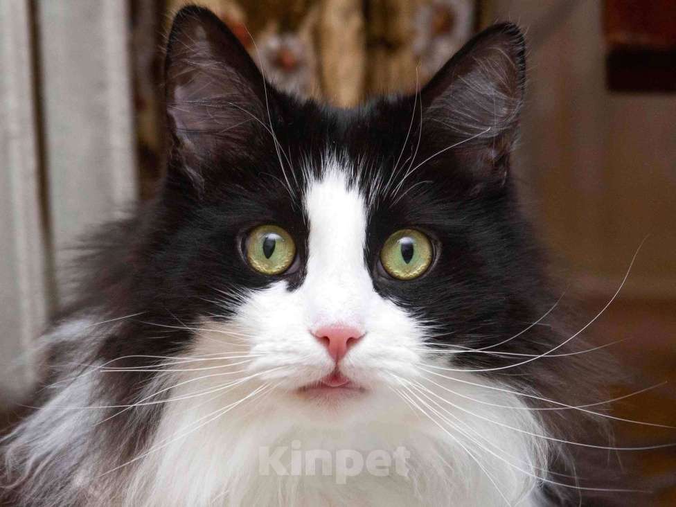 Кошки в Москве: Ласковый котик Орион в добрые руки Мальчик, Бесплатно - фото 1