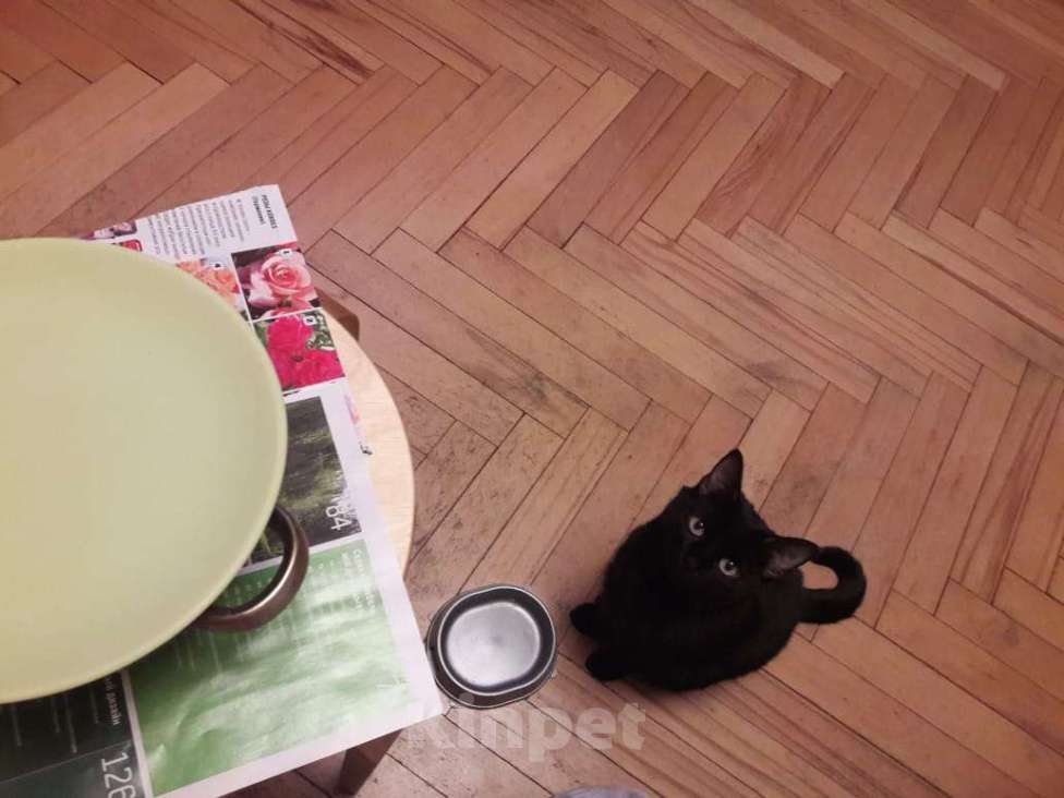 Кошки в других городах Тульской области: Отдам кошку в добрые руки Девочка, Бесплатно - фото 6