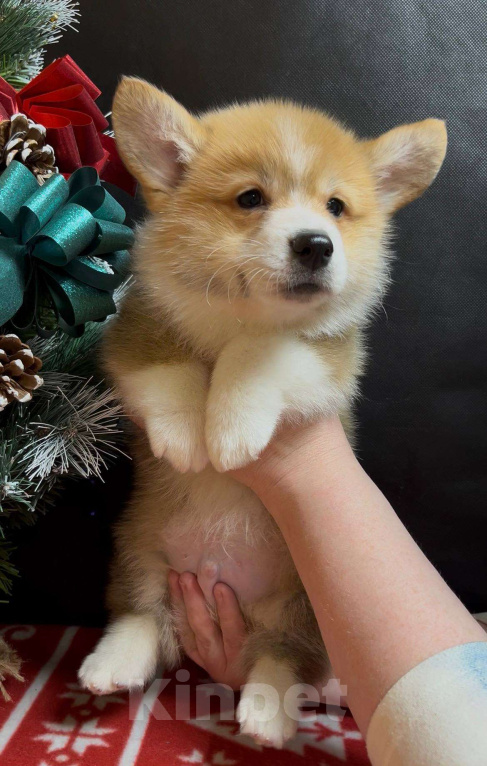 Собаки в Москве: Шикарный мальчик вельш корги пемброк  Мальчик, 60 000 руб. - фото 6