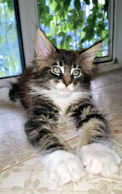 Кошки в других городах Ленинградской области: Весёлый ласковый мальчик мейн кун Мальчик, 45 000 руб. - фото 4