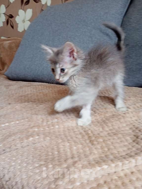 Кошки в Тольятти: Котята  Девочка, 1 руб. - фото 4