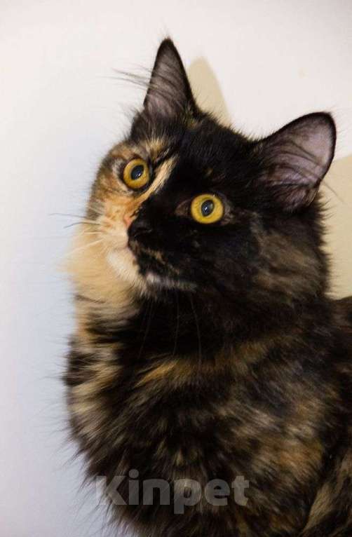 Кошки в Королеве: Кошечка Шелли ищет семью Девочка, Бесплатно - фото 2