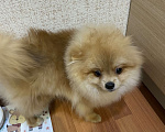 Собаки в Ухте: Померанский шпиц Девочка, 35 000 руб. - фото 2