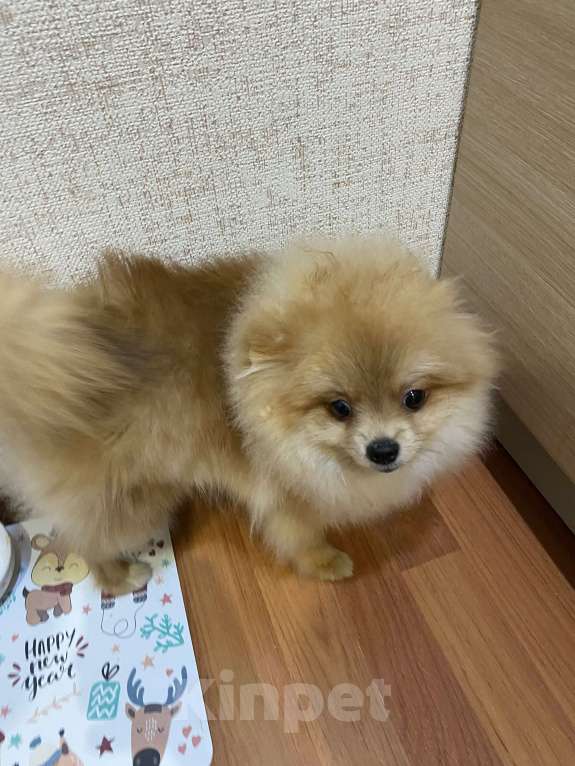 Собаки в Ухте: Померанский шпиц Девочка, 35 000 руб. - фото 2