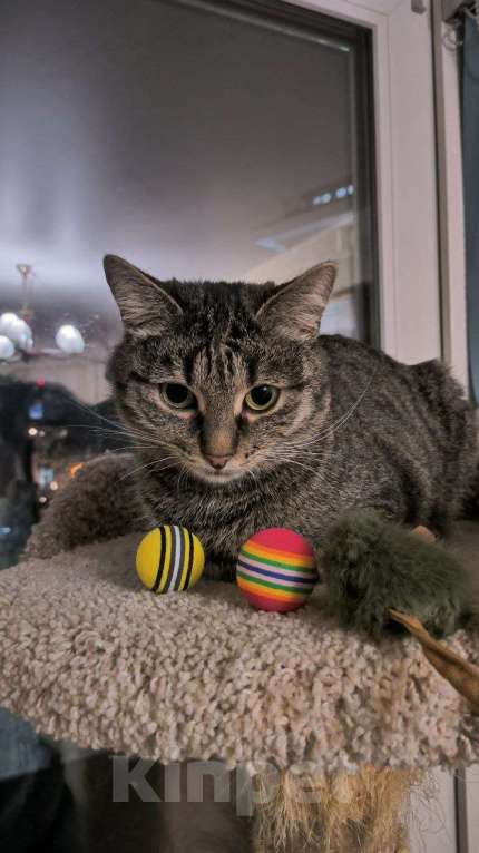 Кошки в Москве: Полосатая красотка Ленди Девочка, Бесплатно - фото 8