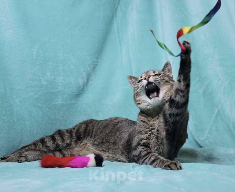 Кошки в Москве: 4 из 6: кошка в добрые руки  Девочка, Бесплатно - фото 3