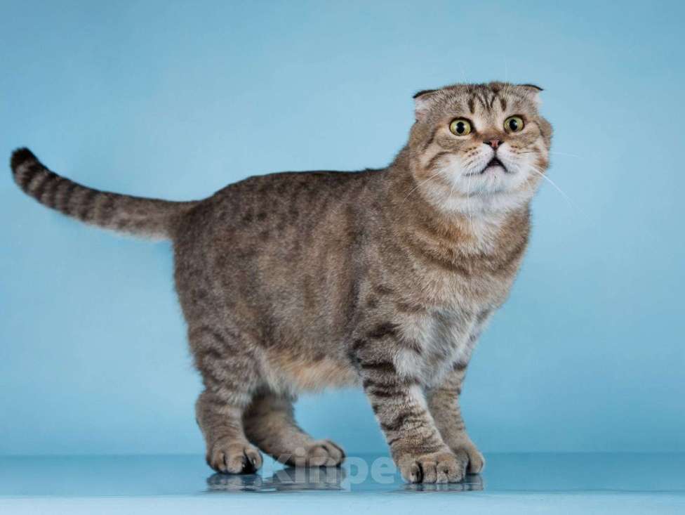 Кошки в Москве: Благородный добряк — кот Сигизмундий Мальчик, Бесплатно - фото 4