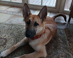 Собаки в Истре: Найдена  Девочка, Бесплатно - фото 1