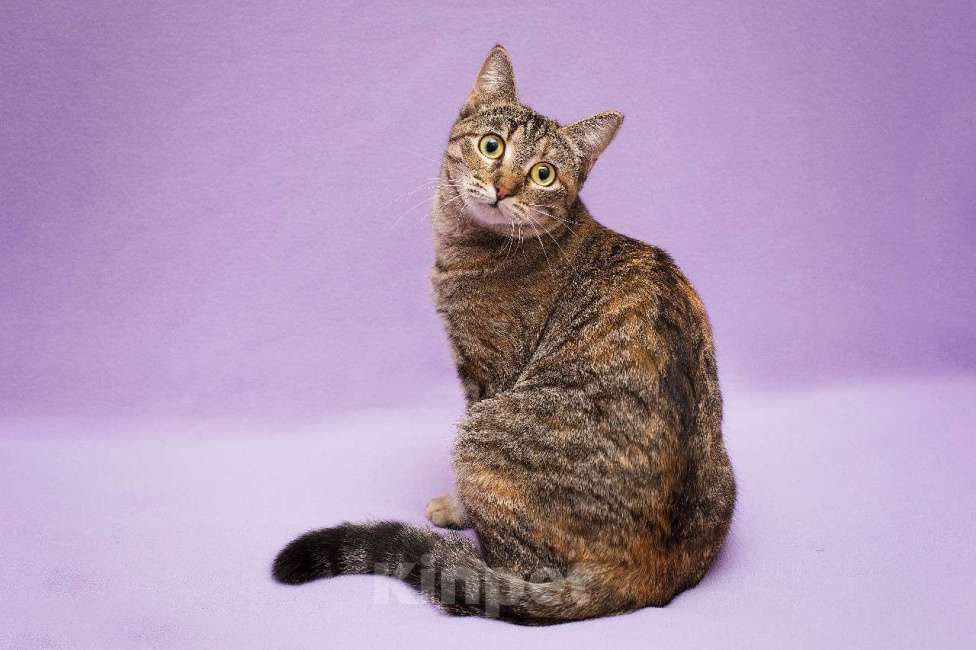 Кошки в Москве: Разноцветная красавица Линда. Кошка в добрые руки. Девочка, Бесплатно - фото 1