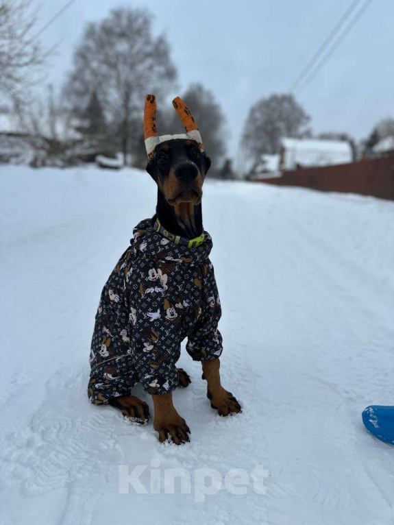 Собаки в Клине: Девочка 3 мес. Девочка, 120 000 руб. - фото 3
