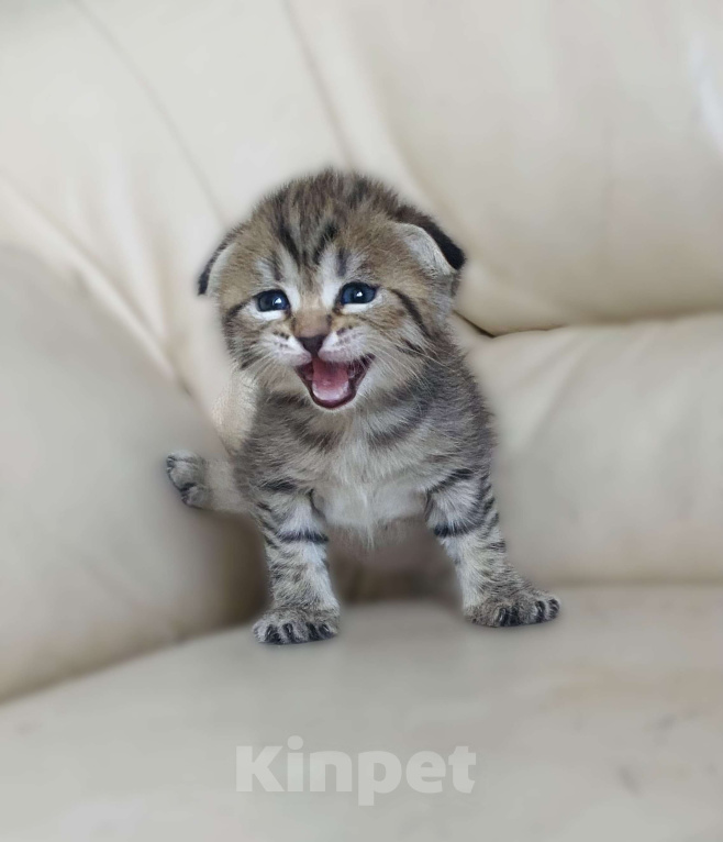Кошки в Нижнем Новгороде: В любимы милая кошечка Девочка, 15 000 руб. - фото 5