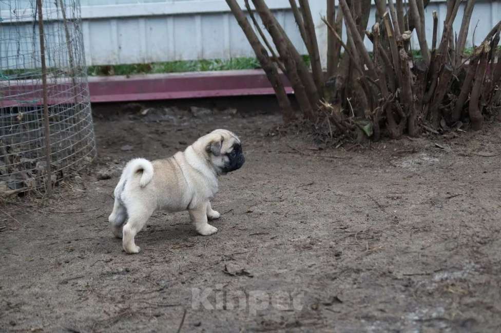 Собаки в Москве: Мопс Девочка, 45 000 руб. - фото 2
