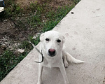 Собаки в Сочи: В добрые руки белый кобелёк Мальчик, 50 руб. - фото 4