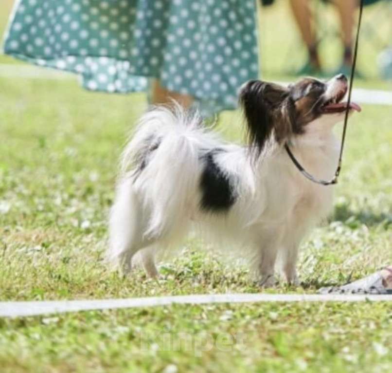 Собаки в Бийске: Щенки Мальчик, 40 000 руб. - фото 6