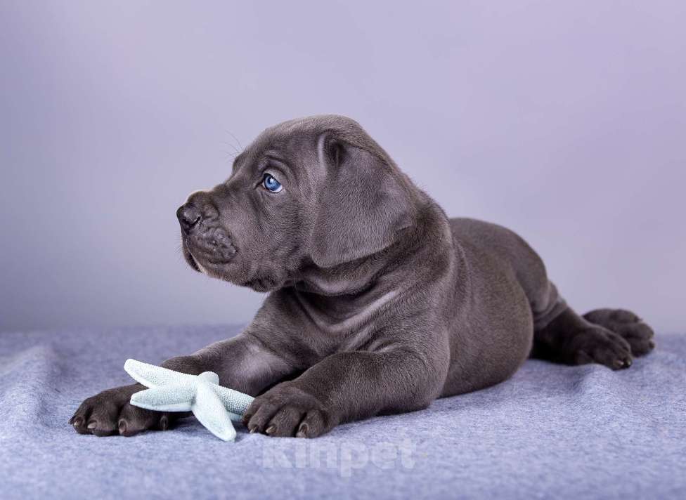 Собаки в Нижнем Новгороде: Немецкий Дог Чемпион Моего Сердца (Голубая лента) Мальчик, 100 000 руб. - фото 6
