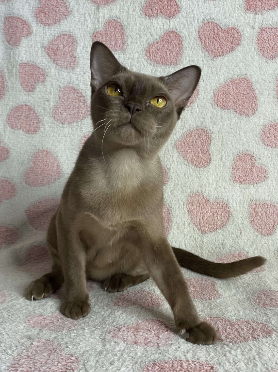 Кошки в Дмитрове: Шоколадная бурманская девочка Оливия Девочка, 20 000 руб. - фото 1