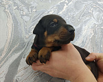 Собаки в других городах Московской области: Щенки добермана  Девочка, 65 000 руб. - фото 1