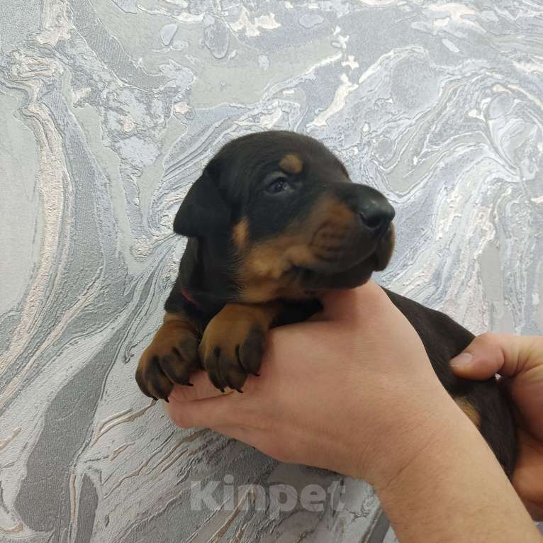 Собаки в других городах Московской области: Щенки добермана  Девочка, 65 000 руб. - фото 1