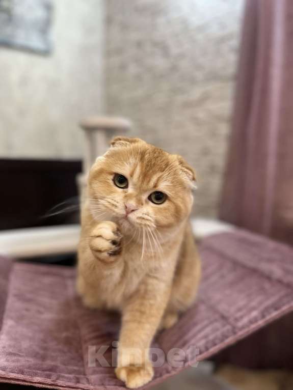 Кошки в Нижнем Новгороде: Кот шоколадная золотая шиншилла  Мальчик, Бесплатно - фото 2