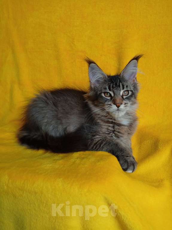 Кошки в Краснодаре: Котёнок мейн-кун, с документами. Девочка, 20 000 руб. - фото 2