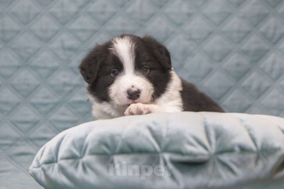 Собаки в Москве: Умнейший щенок бордер-колли Мальчик, Бесплатно - фото 6