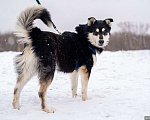 Собаки в Москве: Хаски из приюта в добрые руки Мальчик, Бесплатно - фото 2