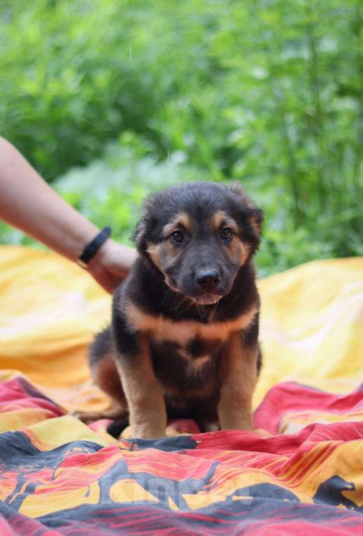Собаки в Москве: Щенок 2х месяцев Рафаэль в добрые руки  Мальчик, Бесплатно - фото 3