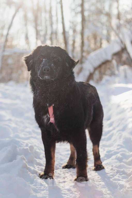 Собаки в Москве: Окси ищет дом Мальчик, Бесплатно - фото 4