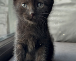 Кошки в Калининграде: Черный Кот-это избыток души❤️🐈‍⬛ Мальчик, Бесплатно - фото 5