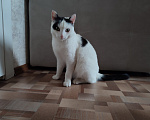 Кошки в Томске: Кот ищет дом Мальчик, Бесплатно - фото 8