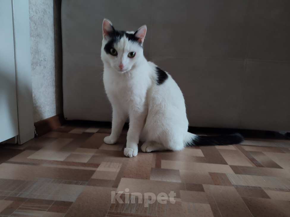 Кошки в Томске: Кот ищет дом Мальчик, Бесплатно - фото 8