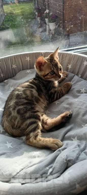 Кошки в других городах Свердловской области: Продажа чистопородных бенгальских котят Мальчик, Бесплатно - фото 5